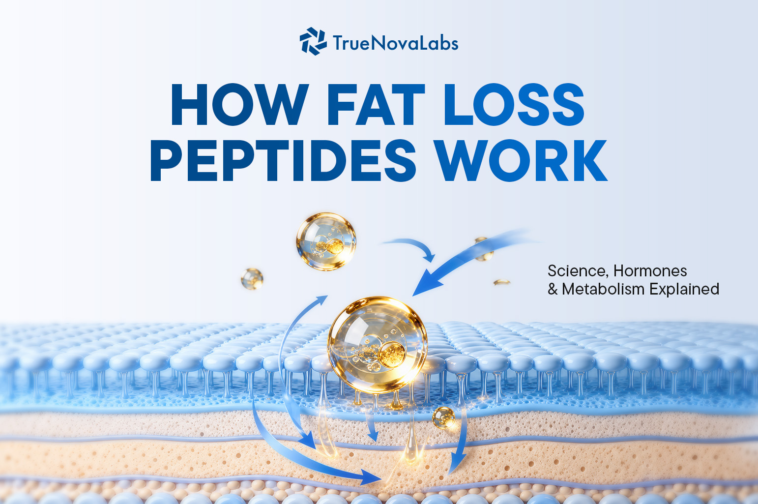 how-fat-loss-peptides-work-appetite-hormones-metabolic-signaling-explained